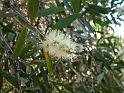 Melaleuca quinquervia flower